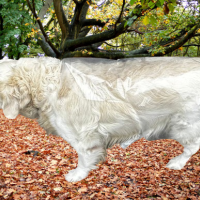 Impermeabile per animali